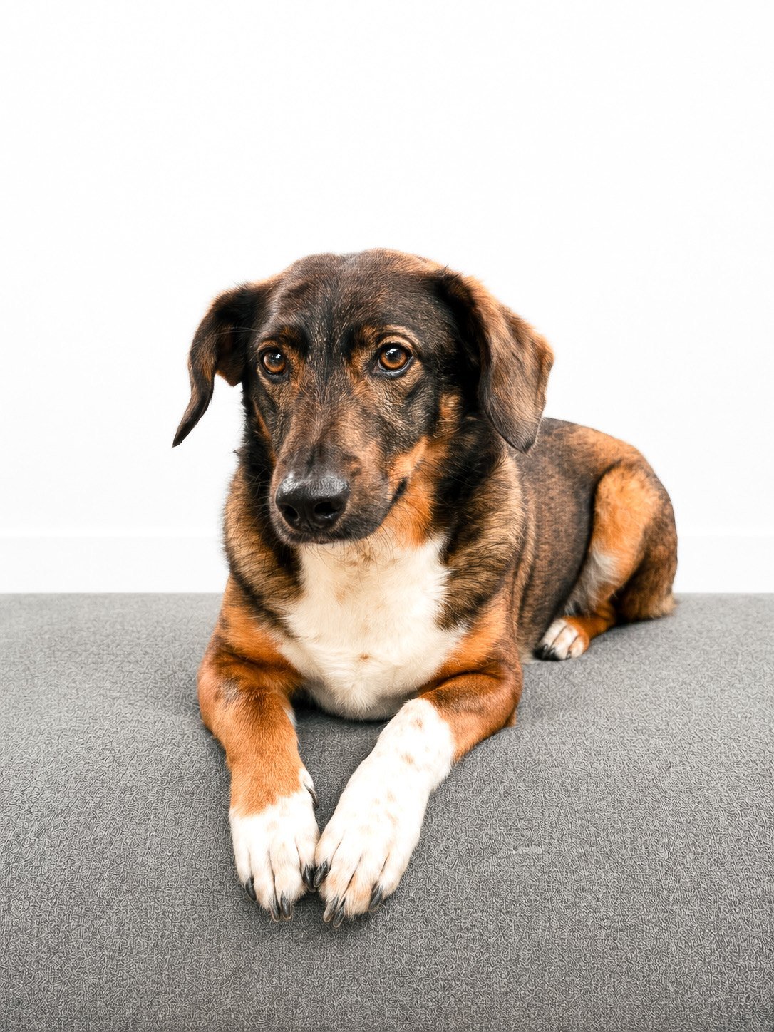 Kiko, our rescued dog
