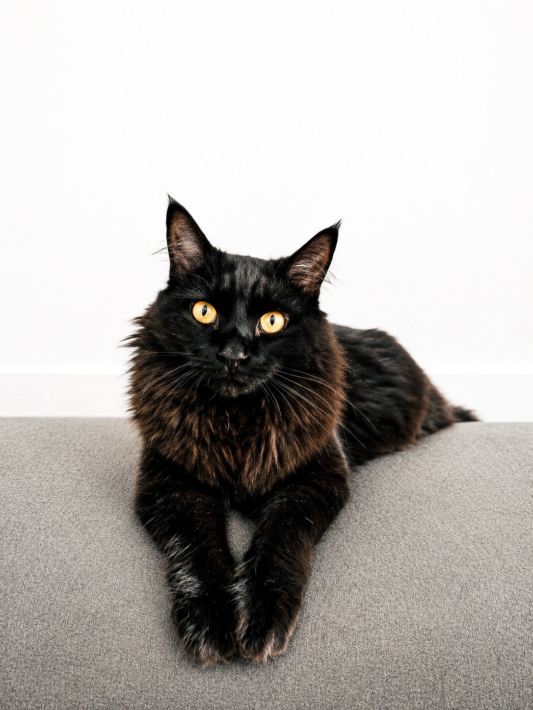 Midnight, our rescued black male cat