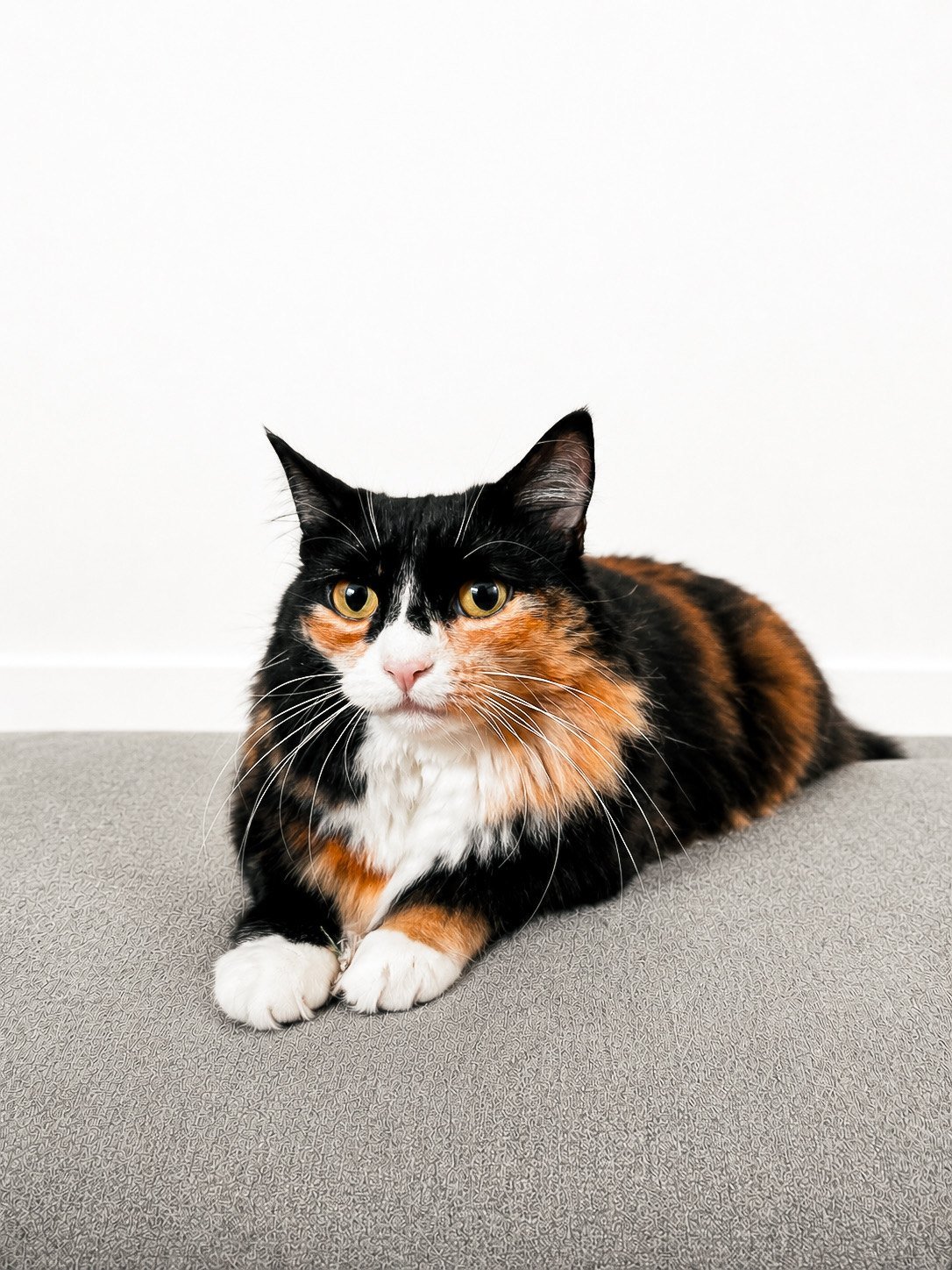 Peach, our rescued female calico cat